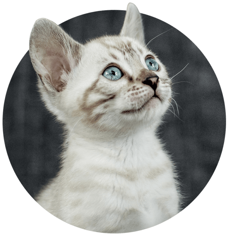 Bengal Cat Adoption Process and Prices | Wild & Sweet Bengals