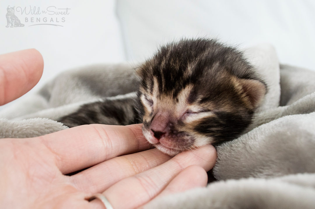 Brown & Orange Bengal Cats for Sale 🐈 | Wild & Sweet Bengals