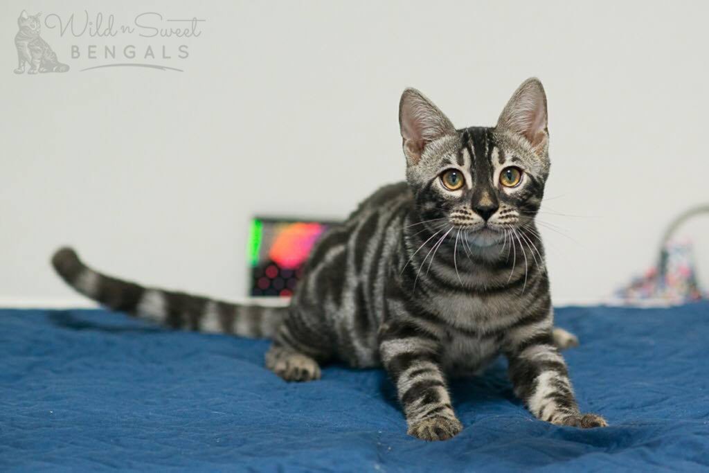 Charcoal Bengal Cats & Kittens for Sale Wild & Sweet Bengals