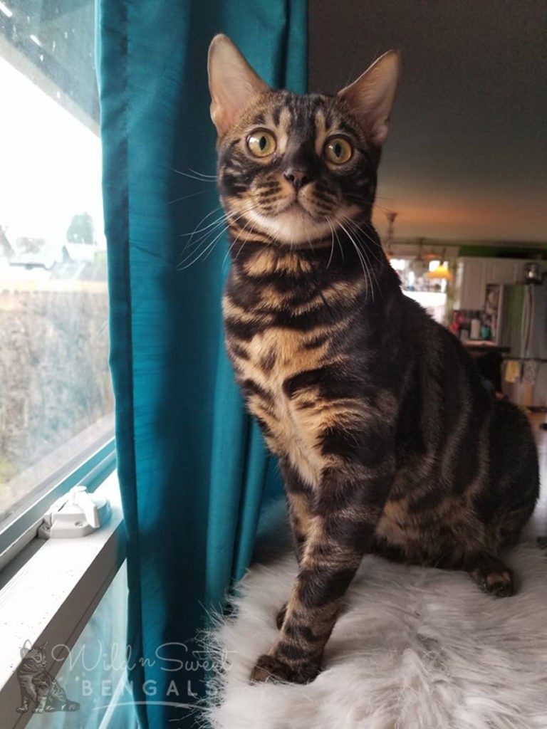 Charcoal Bengal Cats & Kittens for Sale Wild & Sweet Bengals