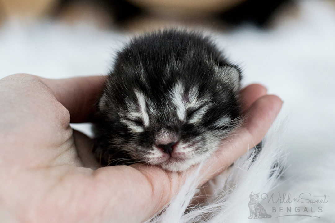 Charcoal Bengal Cats & Kittens for Sale Wild & Sweet Bengals