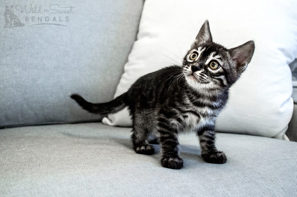 Charcoal Bengal Cats & Kittens for Sale | Wild & Sweet Bengals