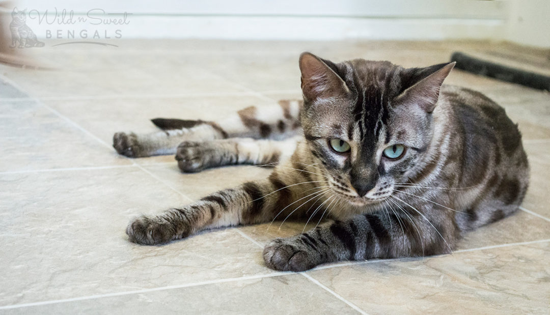 Charcoal Bengal Cats & Kittens for Sale Wild & Sweet Bengals