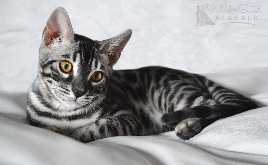 Charcoal Bengal Cats & Kittens for Sale Wild & Sweet Bengals