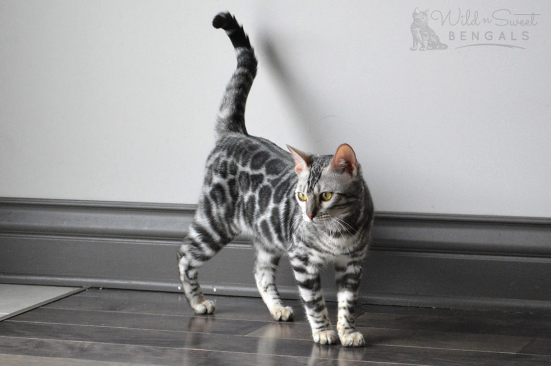 Silver Bengal Cats & Kittens for Sale 🐱 Wild & Sweet Bengals