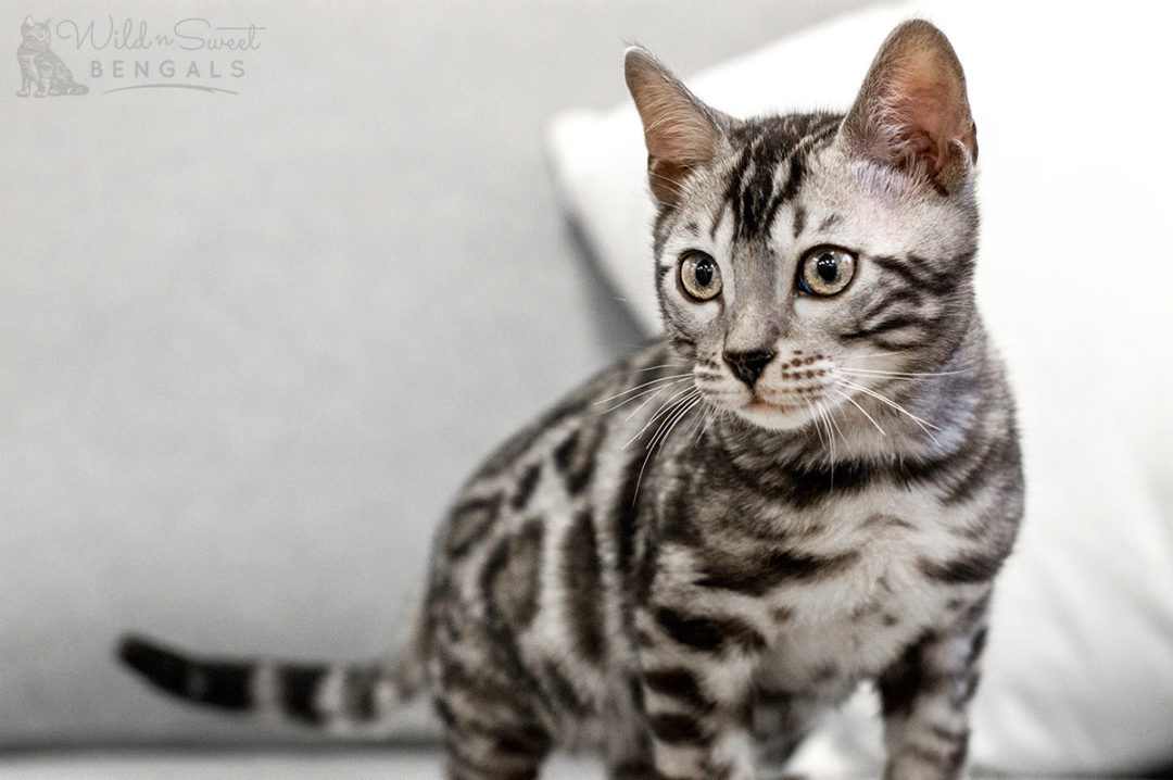 Silver Bengal Cats & Kittens for Sale 🐱 | Wild & Sweet Bengals