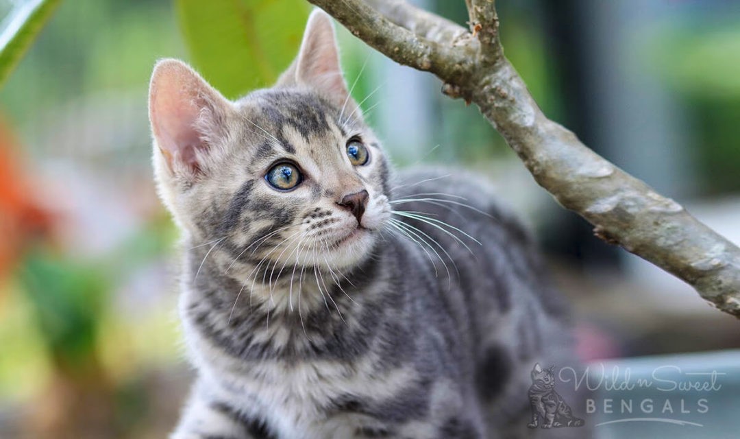 Blue Bengal Cats & Kittens for Sale 🐱 Wild & Sweet Bengals