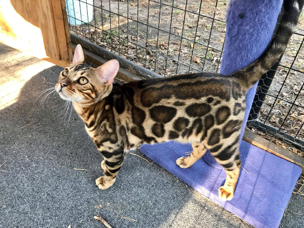 Buy a Bengal Cat From Wild & Sweet Wild & Sweet Bengals