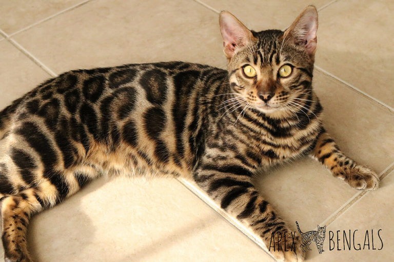 Buy a Bengal Cat From Wild & Sweet Wild & Sweet Bengals