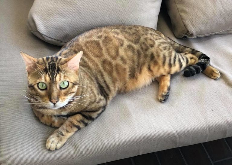 Buy a Bengal Cat From Wild & Sweet Wild & Sweet Bengals