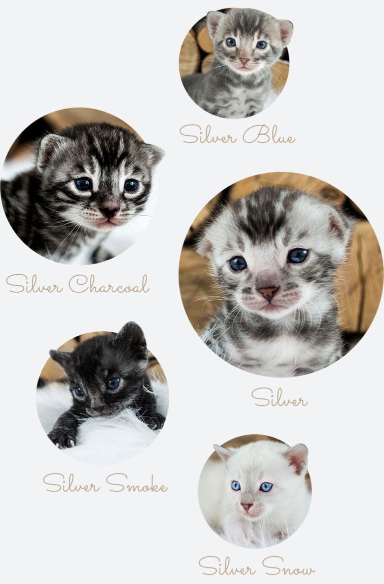 Silver Bengal Cats & Kittens For Sale 🐱 | Wild & Sweet Bengals