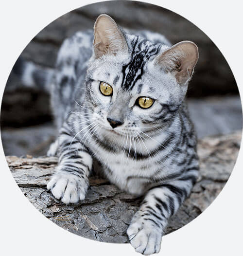 himalaya bengal cat with gold eyes