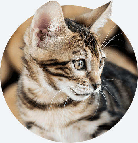 health information about bengal cat