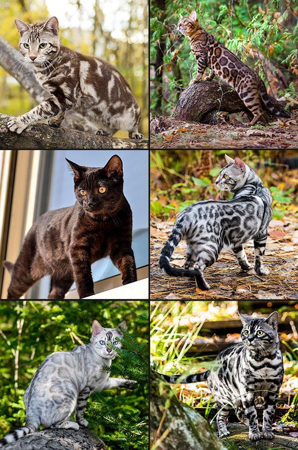 Bengal Cat Informations Wild Sweet Bengals Bengal Cat Informations Wild Sweet Bengals