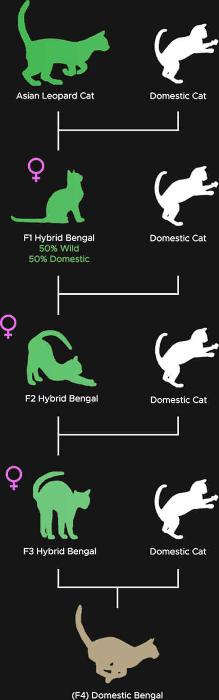 bengal cat generation