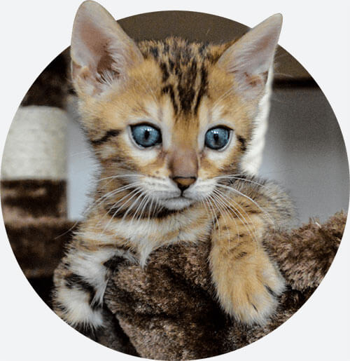 bengal kittens for adoption