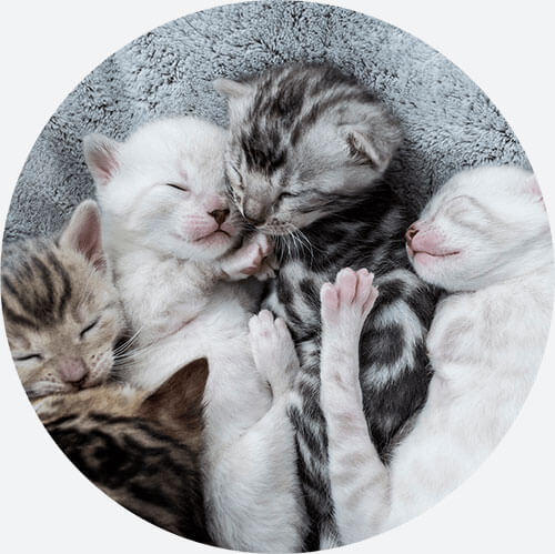 bengal kittens cuddling while sleeping