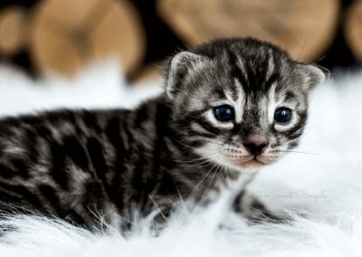 Bengal cat kitten