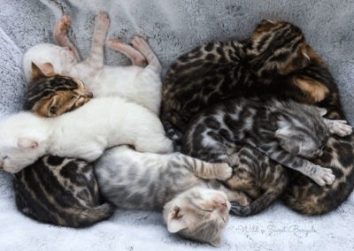 Bengal cat kittens