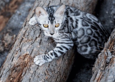 Bengal cat kitten on the woods