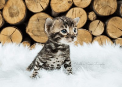 Bengal cat kitten and wood