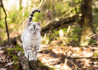 Bengal cat kitten in the nature