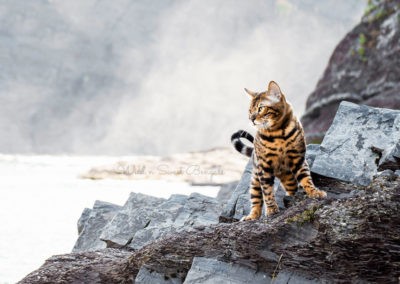 Bengal cat kitten on the rocks