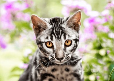 Bengal cat kitten in the nature