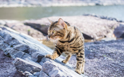 What Makes Bengal Cats So Special