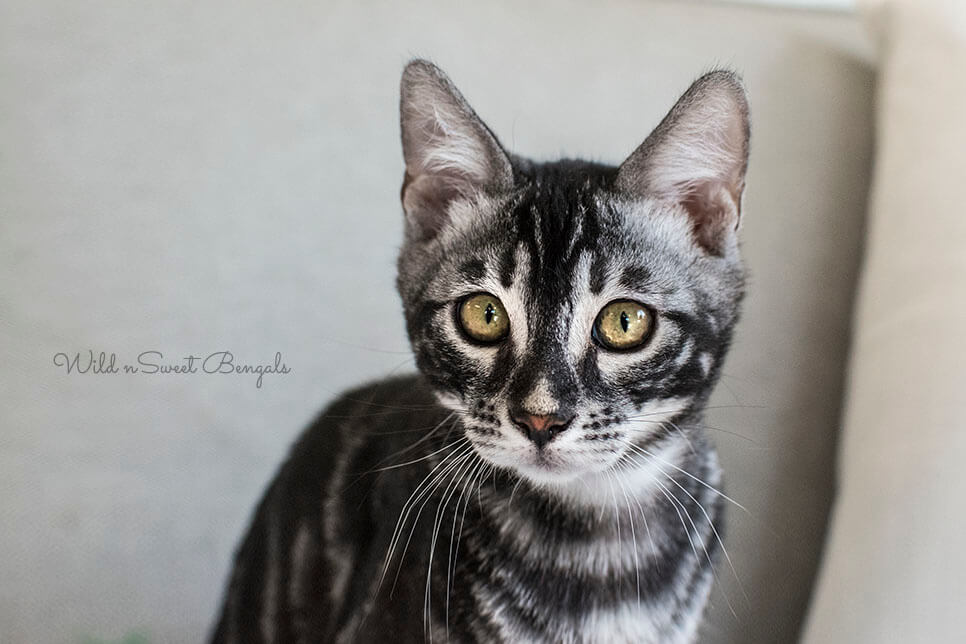 Bengal cat kitten for sale
