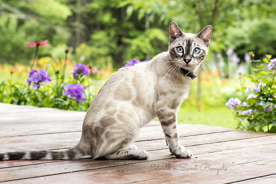 Bengal cat kitten for sale