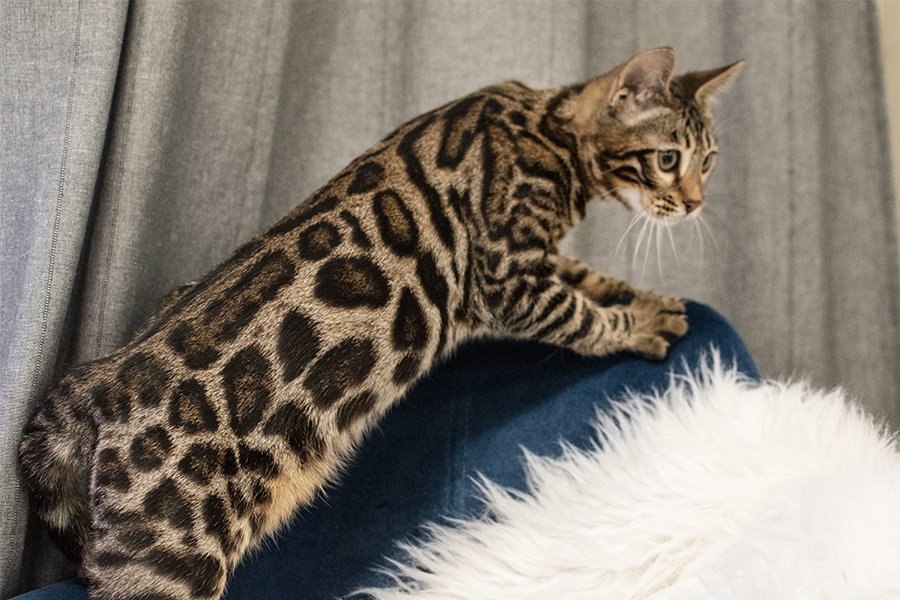 Brown Bengal Cat Kitten Indoor Photoshoot
