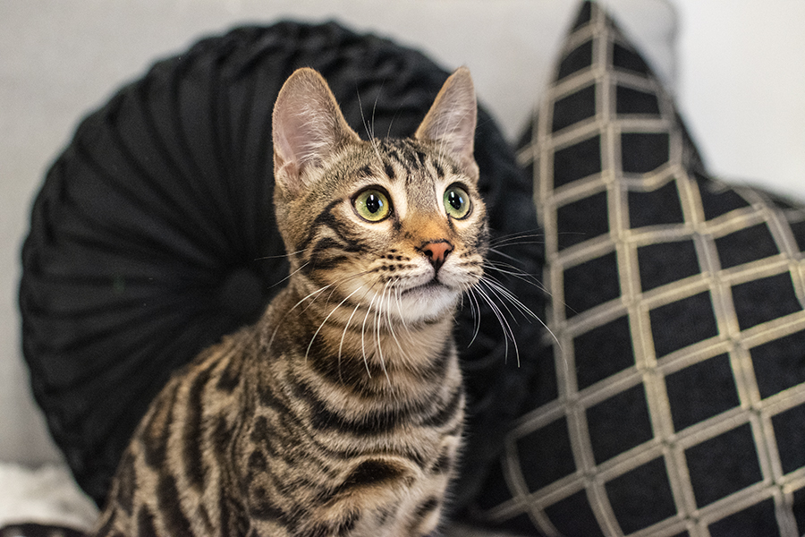 Brown Bengal Cat Kitten Indoor Photoshoot