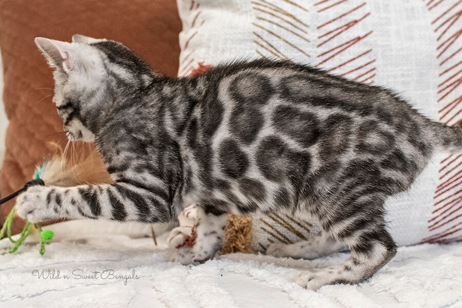 Silver Bengal cat kitten at home