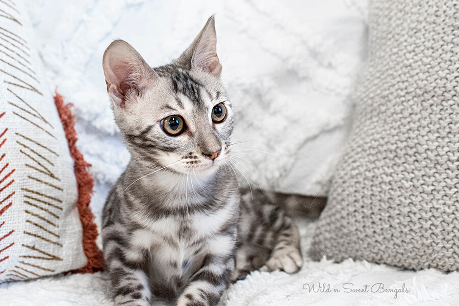 Silver Bengal cat kitten at home