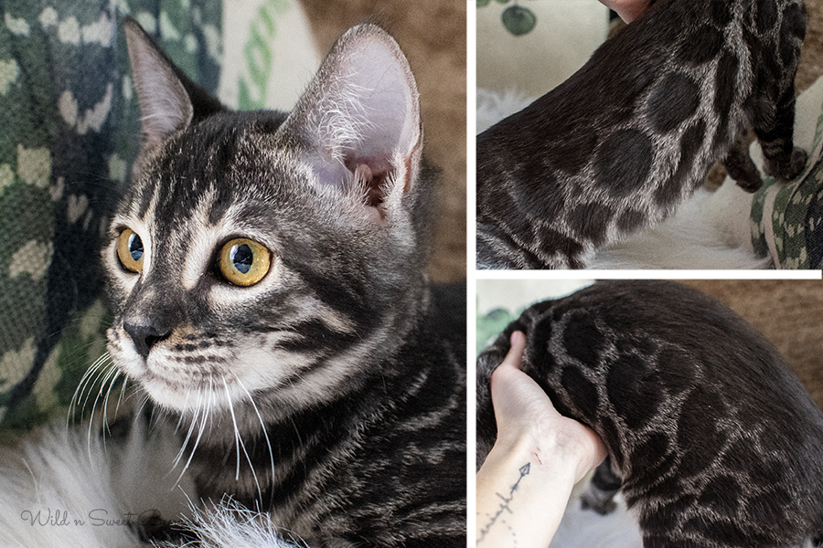 Bengal Kittens & Cats for Sale Near Me Wild & Sweet Bengals