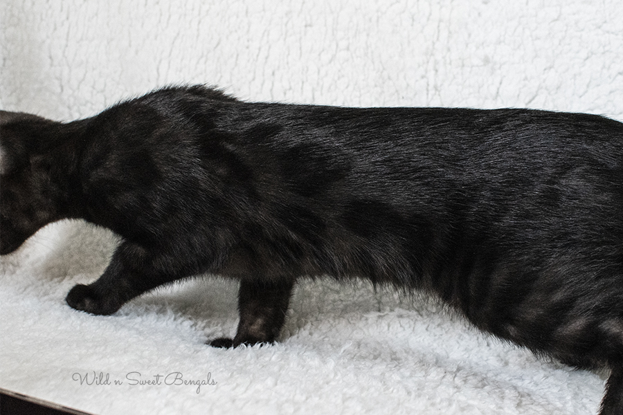 Black Bengal kitten cat for sale