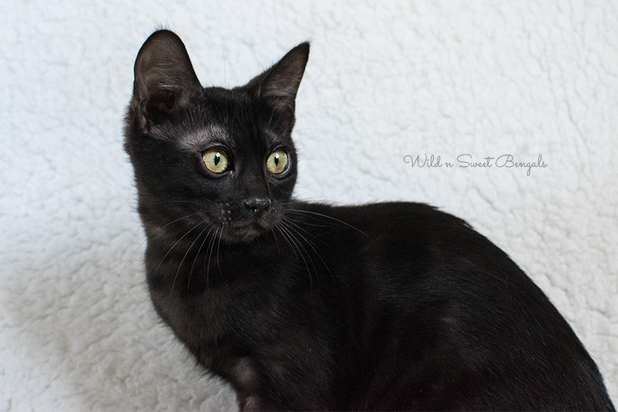 Black Bengal kitten cat for sale