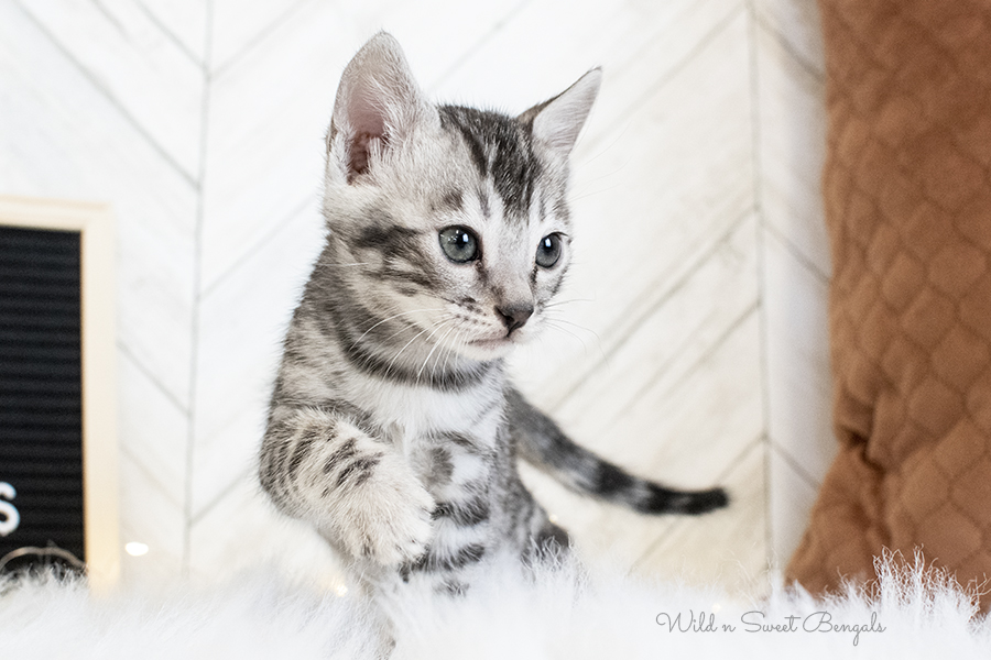 Silver gray Bengal kitten cat for sale