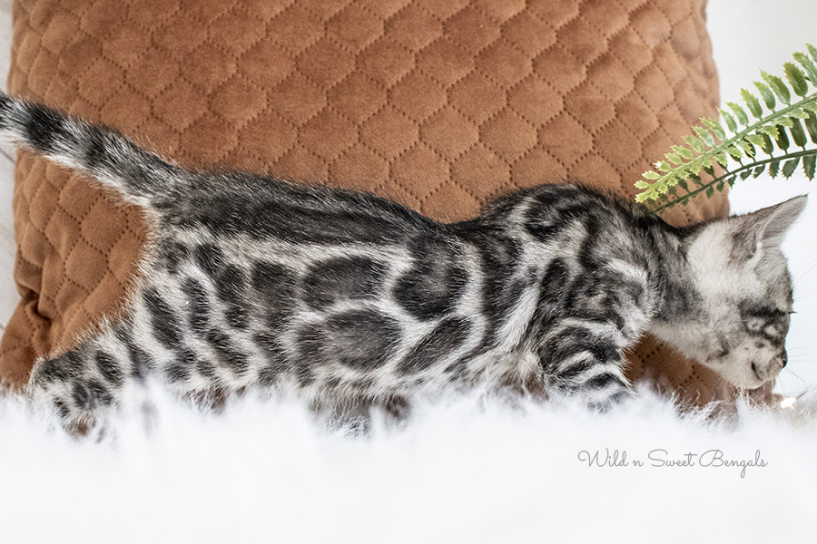 Silver grey Bengal kitten cat for sale