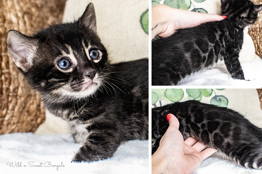 Bengal Kittens & Cats for Sale Near Me Wild & Sweet Bengals