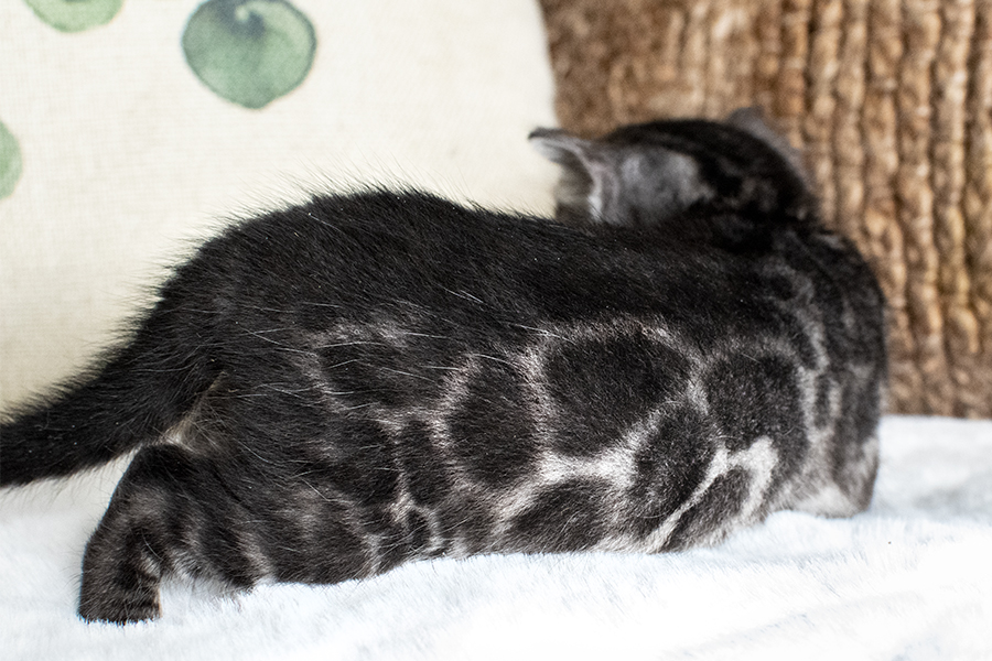 Silver Charcoal Bengal kitten cat for sale