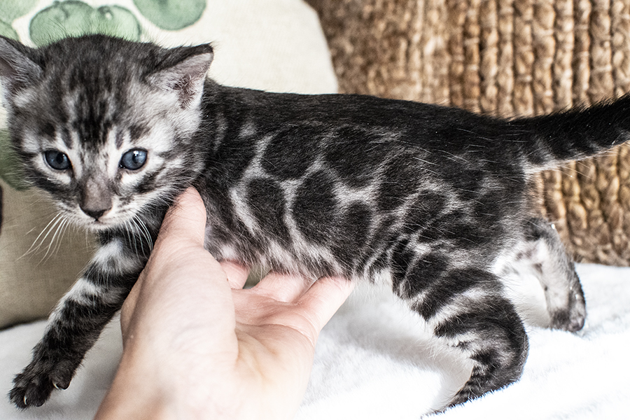 Silver Charcoal Bengal kitten cat for sale