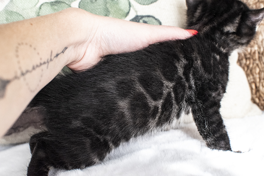 Charcoal Bengal kitten Cat for sale