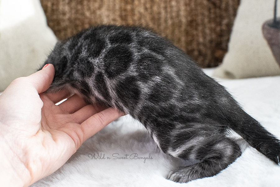 Silver Charcoal Bengal Cat Kitten