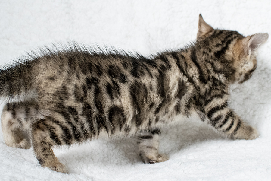 Brown Bengal kitten Cat for sale
