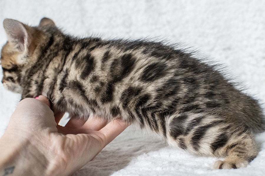 Brown Bengal kitten Cat for sale