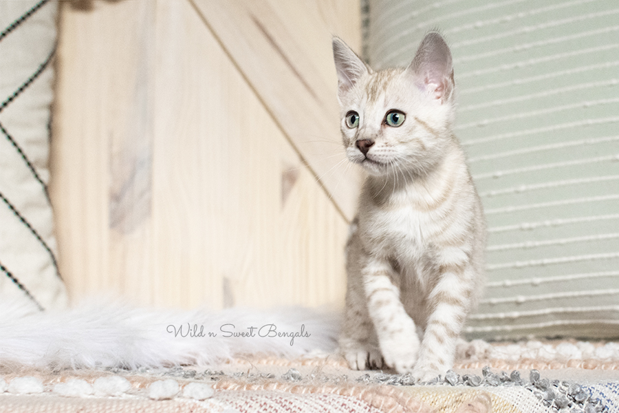 Silver Snow Mink Bengal kitten
