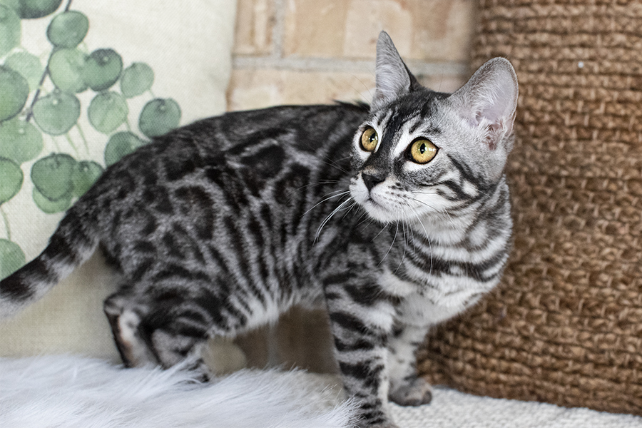 Sikver Charcoal Bengal kitten cat for Sale