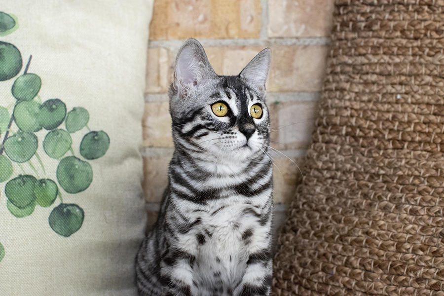 Sikver Charcoal Bengal kitten cat for Sale